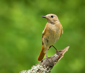 Common redstart (Phoenicurus phoenicurus) female on a branch.