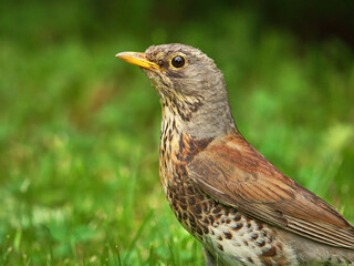 Fieldfare (Turdus pilaris) closeup looking for food on the ground.