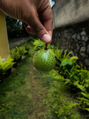 hand holding a Passion fruit