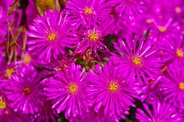 Closeup top view of aster flowers growing in green botanical garden in summer. Flowering plants blooming in its natural environment in spring from above. Purple flowers blossoming in a nature reserve