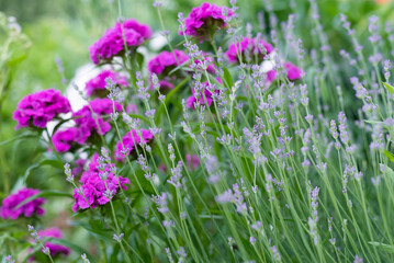 Obraz premium Blurred image of delicate lavender on a green background on a summer day.