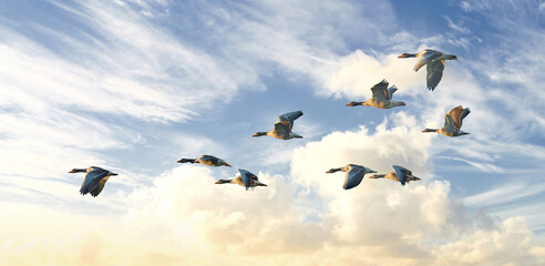 Flock of goose birds flying in a blue sky background with clouds and copyspace. Common wild greylag...