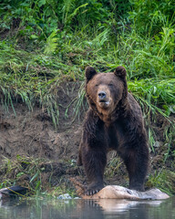 A Brown Bear (Ursus arctos) eating a hunted Red Deer (Cervus elaphus). Bieszczady, Carpathians, Poland.