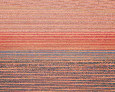 Aerial view of a tulip field near 't Zand, North Holland, the Netherlands.
