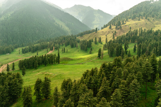 Aerial view of forest near Arow, with expanse of pine trees, Arow, Pahalgam, Jamu and Kashmir, India.