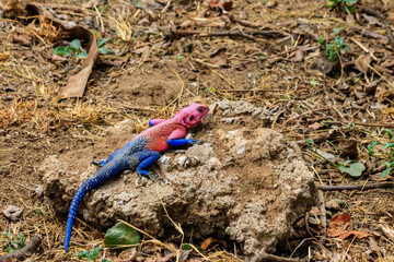 Male mwanza flat-headed rock agama (Agama mwanzae) or the Spider-Man agama on a stone in Serengeti  National Park, Tanzania