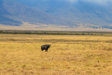 Fototapeta na wymiar African buffalo or Cape buffalo (Syncerus caffer) in Ngorongoro Crater National Park in Tanzania. Wildlife of Africa