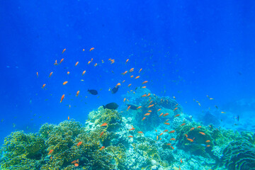 Fototapeta na wymiar Different tropical fish at coral reef in the Red sea in Ras Mohammed national park, Sinai peninsula in Egypt