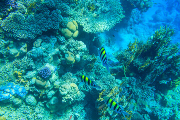 Indo-Pacific sergeant (Abudefduf vaigiensis), also  known as the Sergeant major on coral reef in the Red sea. School of fish undersea