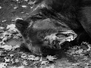 Brown bear in the foreground. brown bear yawning. Brown bear in black and white.