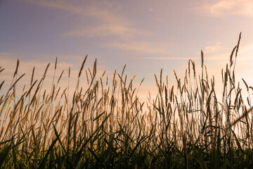 Low angle view of stalks of wheat silhouetted against a late afternoon sky in rural area
