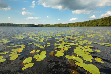 Lake and shoreline view. The surface of the water is covered with water lilies