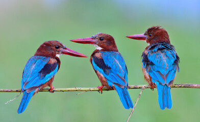 flock of blue wings and large red beaks bird perching on  thin branch together expose over soft light and background, white-throated kingfisher