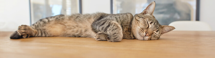 A cute brown pet cat lying indoors. Adorable Sleeping Cat on a wooden table in a living room background. Cute cat sleeping on the brown table. Close-up of a domestic cat resting at home.