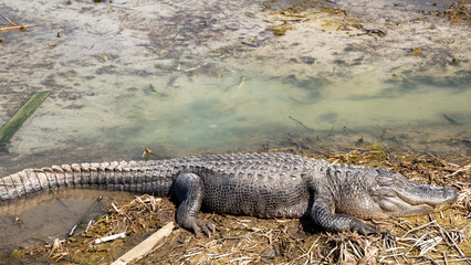 Side view of a small American alligator sunning in a coastal marsh near Port Aransas Texas