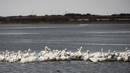 Pod of white pelicans resting on a storm island along Intracoastal Waterway, near Corpus Christi Texas  