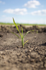 Love of life. A lonely plant grows in arid land.