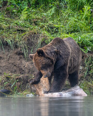 Obraz na płótnie Canvas A Brown Bear (Ursus arctos) eating a hunted Red Deer (Cervus elaphus). Bieszczady, Carpathians, Poland.
