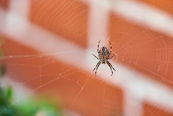 A brown walnut orb weaver spider on its web from below, against blurred background of red brick...