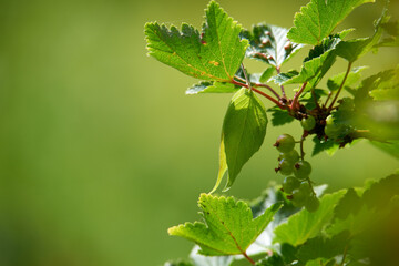 Closeup of unripe green currants on leafy branch against green blurry background in nature. Red or black berries growing in meadow in early spring. Small fruits of a wild bush outside with copyspace