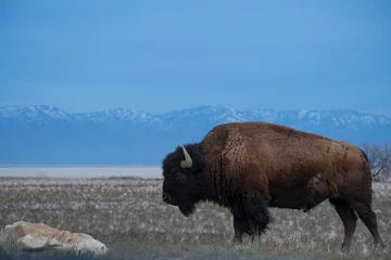 Papier Peint photo autocollant Bison american bison