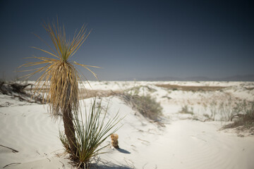 White sand dunes flora