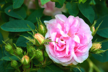 Closeup of one pink rose growing on tree on lush green ground in summer. A single flower blooming on green field in spring. View of magenta plant blossoming in garden. Beautiful flowerhead in nature