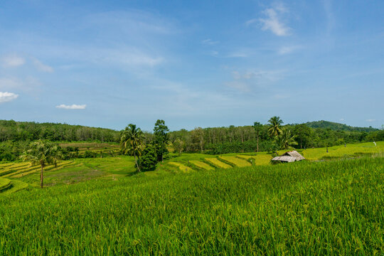 Indonesian scenery, lush green and beautiful agricultural land