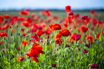 Beautiful poppies. Flower summer background. Selective focus.