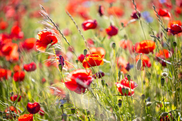 Poppy meadow. Nature background, selective focus