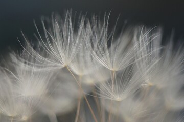 Tenderness and lightness.  Dandelion seeds