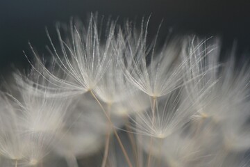 Obraz premium Tenderness and lightness. Dandelion seeds