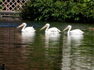 3 weiße Pelikane schwimmen hintereinander