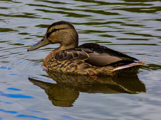 duck in the water