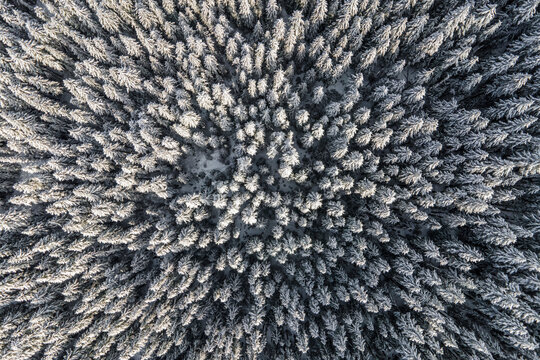 Aerial view of a forest with pine trees in winter, Oregon, United States.