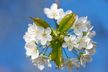 White mirabelle or Prunus Domestica flowers blossoming on a plum tree in a garden from below. Closeup of fresh and delicate fruit plants growing in spring against a blue sky background with copyspace