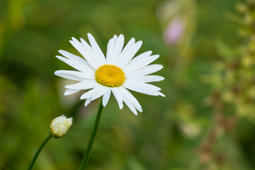 Obraz na płótnie Canvas One daisy flower growing in a field in summer. Marguerite plants blooming on a green field in spring from above. Top view of a white flower blossoming in a garden. Pretty flora flourishing in nature