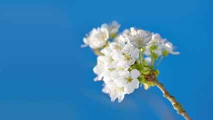White mirabelle or Prunus Domestica flowers blossoming on a plum tree in a garden from below. Closeup of fresh and delicate fruit plants growing in spring against a blue sky background with copyspace