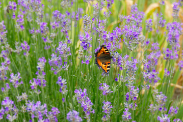 Obraz premium Small tortoiseshell butterfly (Aglais urticae) perched on lavender plant in Zurich, Switzerland