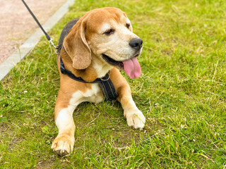 beagle dog lies on green grass, daytime. Training and care of purebred dogs. Beagle pet. summer...