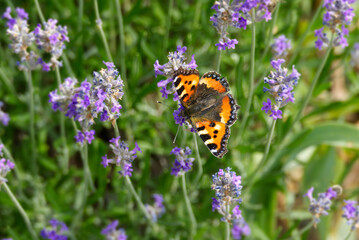 Small tortoiseshell butterfly (Aglais urticae) perched on lavender plant in Zurich, Switzerland