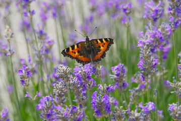 Small tortoiseshell butterfly (Aglais urticae) perched on lavender plant in Zurich, Switzerland