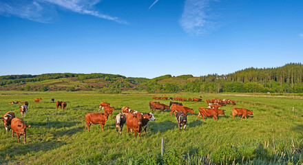 Copy space with cows eating grass on a field in the rural countryside with blue sky. Raising and breeding livestock cattle on a ranch for the beef and dairy industry. Landscape with animals in nature