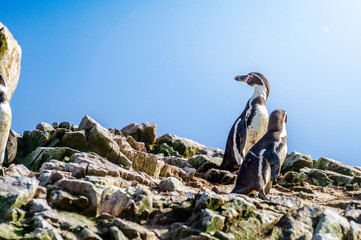 Two Humboldt penguin (Spheniscus humboldti) - Islas Ballestas, Paracas, Peru