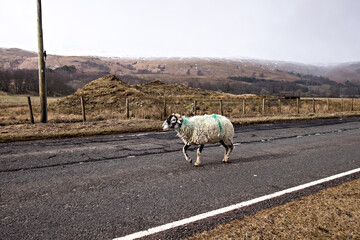 Pecora che corre lungo una strada in scozia