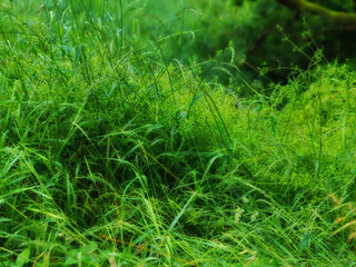 Closeup of long green grass with lush sedge growing in a garden or a swamp in summer. A mass of tall leafy weeds in a forest. An overgrown lawn in a backyard for a fresh, moist vegetative environment