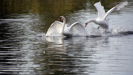 White swans fighting and the chase is on. wo white swans lock in a dramatic battle, their wings flared and feathers ruffled, capturing a tense moment on a serene lake.