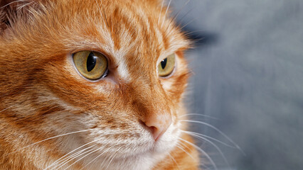 Closeup face of a red cat against blurred background. Shallow focus.