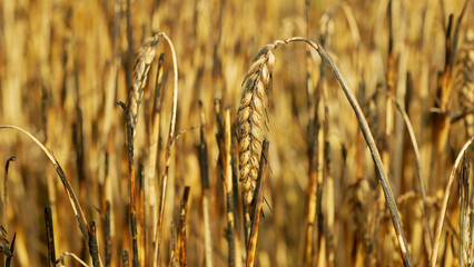 Fields ears burnt fire flame barley after blaze heat, wild drought dry black earth ground...