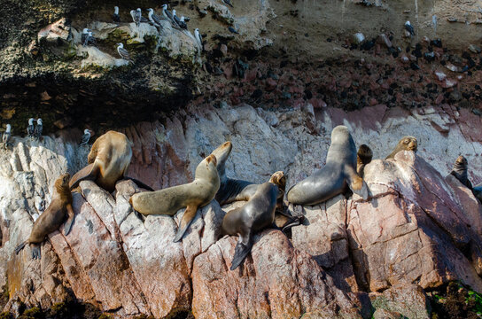 Seals on Rocks - Islas Ballestas, Peru